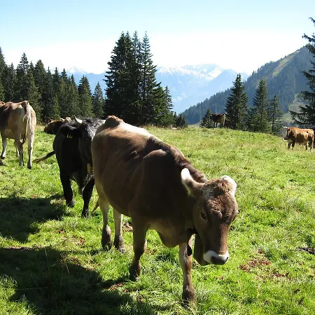 Vogler * Fischen im Allgaeu