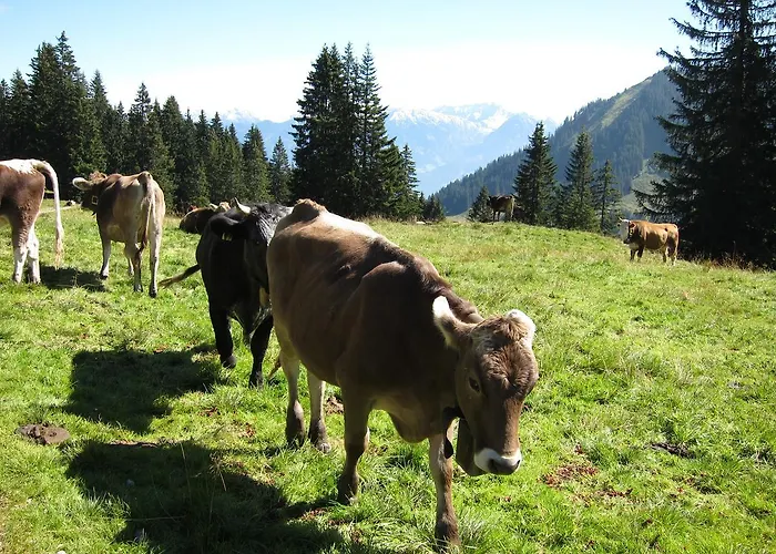 Vogler * Fischen im Allgaeu